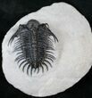 Spiny Comura Trilobite Fossil - Long #16075-2